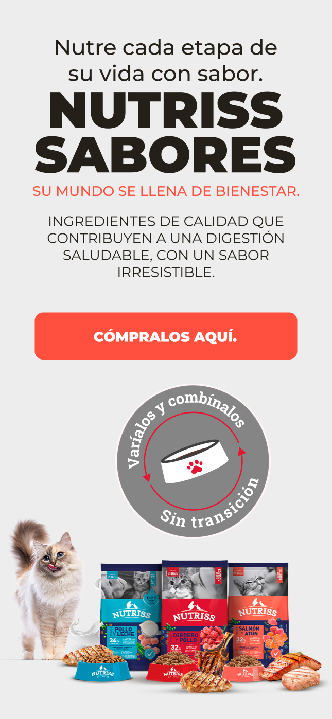 BNG - NUTRISS SABORES 2026